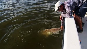 LOUISIANA BULL REDFISH FLURRY