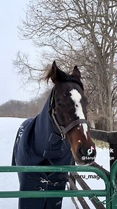 Oju Chosan: JRA Hall of Famer Steeplechase Legend