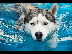 Funny Animals - Funny Dog Videos - Funny Dogs Swimming in Pool Compilation 2016