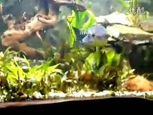 世界上最大的雷龙鱼:小盾鳢(Channa micropeltes)