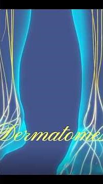 Mapping Your Muscles: The Myotomes and Dermatomes of the Legs #neuroPT#drtanveel