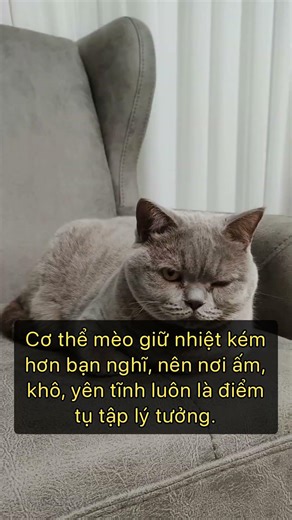 Mèo cứ gió bóng pho cùng chiếc lò hơi nước, điều gì khiến chúng thích lại?