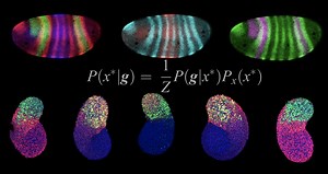 Are cell-scale physical learning rules operating during embryonic development?