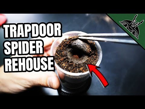 TRAPDOOR SPIDER makes a TRAPDOOR!