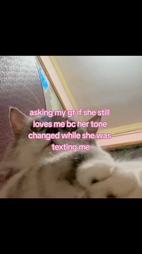 Cat Girlfriend Meme: Asking if She Still Loves Me