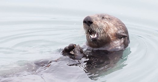 Otter Teeth: Everything You Need to Know