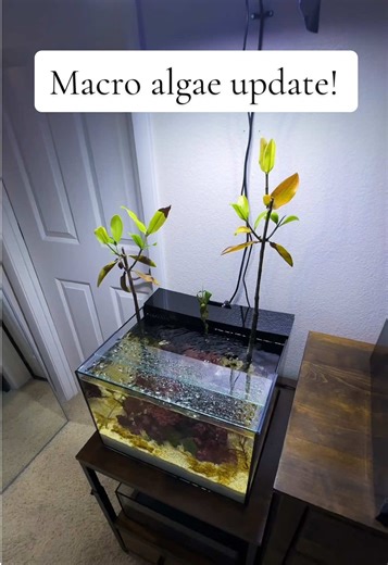 Macro Algae Care and Updates for Your Aquarium