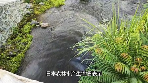 日本暴发禽流感1740万只鸡被扑杀-日本扑杀47万只鸡#禽流感 #日本禽流感 #禽流感疫情