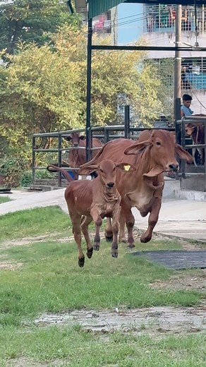 Brahman cows | Biggest Bulls Of Bangladesh
