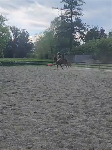 Show Jumping with Horses: A Young Girl's Passion