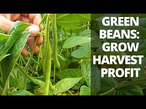 How to Grow & Harvest Green Beans for Profit