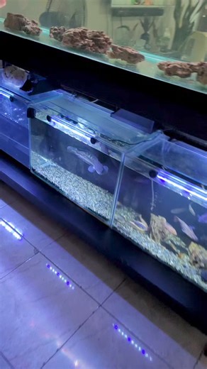 81K views · 1.7K reactions | Snack time ng mga alaga  #monsterfish #fishfeeding #rawfish #aquafranzmonsterfishfood #aquariumfish #monsterfishtank #monsterfishkeepers #aquafranz #fishkeeping #aquariumhobby | AquaFranz | Facebook