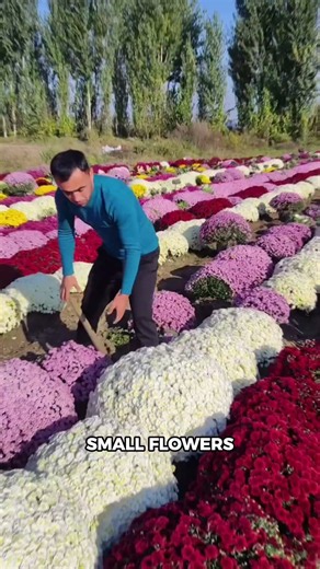 This Chrysanthemum Naturally Grows Into a Flower Ball! 🌼