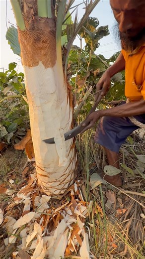 Amazing technique for upside down palm tree pruning#foryou #viral