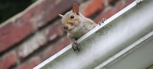 Oh No, Thereâs a Rodent Season? Hereâs How to Handle It | DoItYourself.com