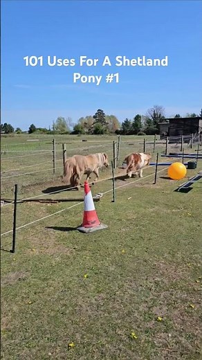 101 Uses For a Shetland Pony #1 Amusement #shetlandpony