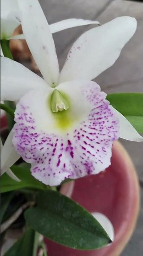 selingan, Bc. hawaii star. #flowers #cattleya #shorts #shortsvideo #shortsfeed