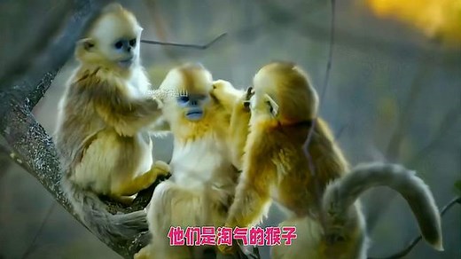 猴子，科普、知识