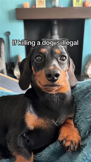 Just because something is legal doesn’t mean it’s moral | dog