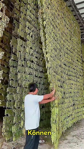 So entstehen Rosinen in China wirklich
