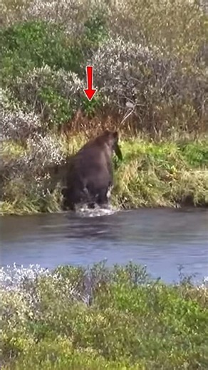 Brown Bear Hunting in Alaska #hunting #bearhunting