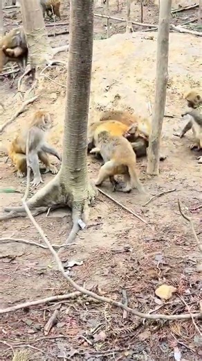 Alpha Monkey Drives Away Rival Intruder 🐒⚔️ #MonkeyKing #PrimateBehavior #WildlifeMoments #Animal