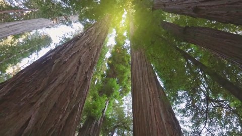 Explore Redwood's Sky-High Canopy with Stunning Drone Views