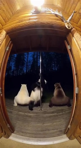 #funny #funnybear #bear #viraltiktok #funnyanimals | Funny Bear Videos