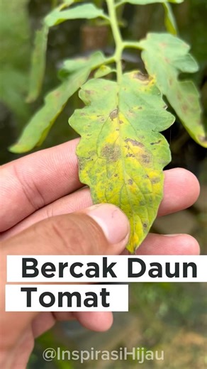 Bercak Daun Tomat? Jangan Salah, Ini Septoria!