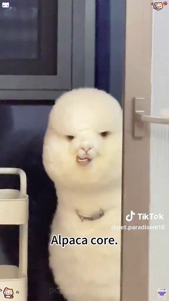 Amazing Alpaca Moments: Cute and Funny Encounters