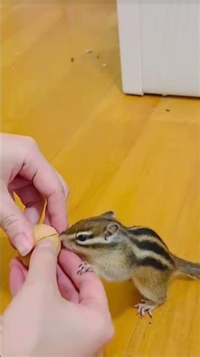 Squirrel Eating time | Adorable Nut Crunching Scene 🌿 #squirrel #cute #exclusive #animals #chipmunk