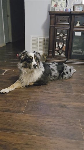 🔥🐍 River stands guard at the Snake Room door like a true warrior of the Forge! 💪 He’s always on duty—watching every move, making sure the pythons stay calm, safe, and undisturbed. ⚔️ From late-night feedings to photo sessions, this loyal protector keeps the peace so the magic of Rivens Forge can thrive. 🐉✨ #ForgeStrong Tags: #RivensForge #BallPythonKeeper #SnakeRoomGuardian #BallPythonBreeder #ReptileKeeper #SnakeLover #GuardianDog #BallPythonCommunity #ExoticPets #SnakeCare #PythonLife #Bal