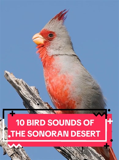 10 Unique Bird Sounds from the Sonoran Desert