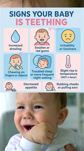 Is your baby teething? Here are the signs to look out for 👶💛 Teething can turn your sweet little one into a drooly, chewy, extra-snuggly bundle — and that’s totally normal! 😅 Here’s what you might notice: 🍼✨ Common Signs of Teething: 💧 Lots of drooling 🧸 Chewing everything in sight 😣 A little extra fussiness 👄 Swollen or tender gums 🌙 More night wakings than usual 👂 Pulling ears or rubbing cheeks 🥣 Eating less than normal 🌡️ A slight rise in temperature (but not a high fever) You’re 