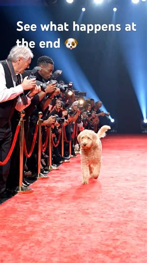 Did they deserve this?🐕🐩🐾 #animals #funny #dog #channel #dogshorts #running