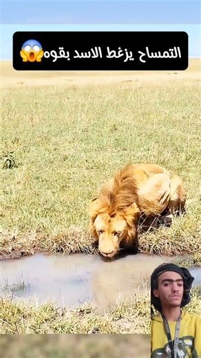 الاسد في فخ التمساح 😱#shorts #animals