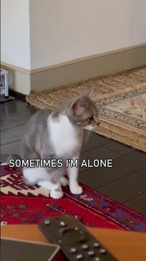 Cats Speaking English!🤣 Part 4