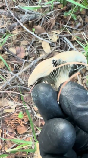 Every detail of funghi is interesting