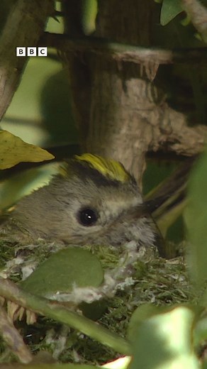 BBC Springwatch on Instagram: "🚨This is your thirty minute warning folks! 😍 Tune in tonight at 8.00pm on BBC Two for the final episode of week one of Springwatch 2023! See you all soon! 💚🐦🌸🦉 #springwatch #spring #wildlife"