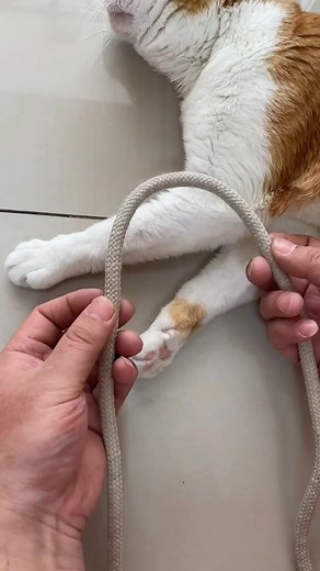 The Ultimate Guide to Tying Knots, Tips how to tie cable ties in an easy and secure way #cableties #cablemanagement #zipties #diy #howto #lifehacks #organizing #security #tech #diycablemanagement #cabletiehacks #ropemaking #knottylife #knottypro #knottytip #knottytrick #ropemaking #knottylife #knottypro #knottytip #knottytrick #ropecraft #knottyhobby #knottyart #knottyskills #knottyknowledge | The Handyman's Haven