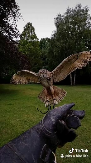 Majestic Eagle Owl Hoots Sound | #oehoe #uil #eagleowl