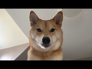 How My Dog Wakes Me Up.