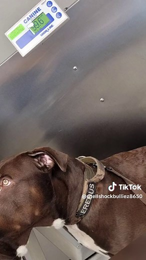 shellshockbulliez8650 on TikTok