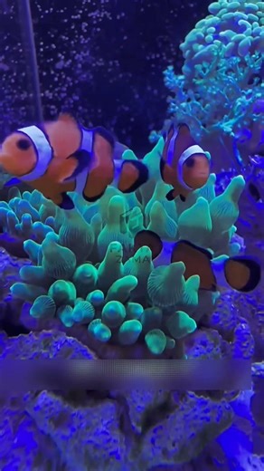 “Ikan Badut Tidak Seimut di Finding Nemo! 😳” #shorts