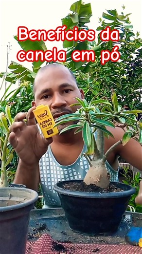 Benefícios da canela em pó para a rosa do deserto #rosasandoval #rosadodeserto