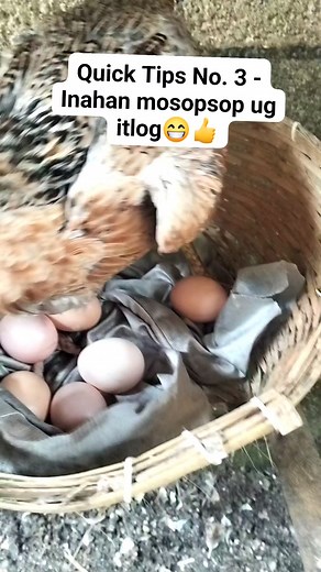 Quick Tips No. 3 | Bohol Giant Chickens