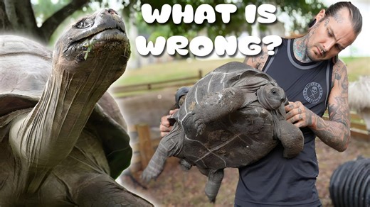 When a massive tortoise loses movement and the risk escalates fast