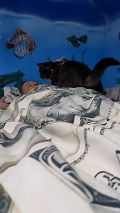 21K views · 68K reactions | The Bible says God commands us to care for animals #cats #foryoupage #fyp #fbreelaviral #fyp | Pepper Wolf | Facebook