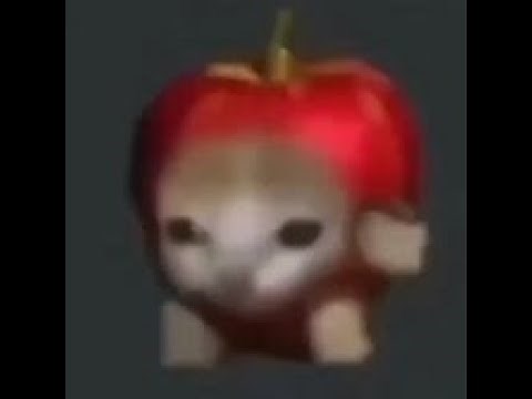 Apple Cat walk for a whole hour