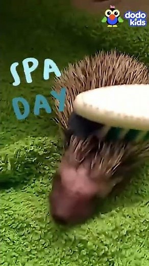 Relax With A Baby Hedgehog | Dodo Kids